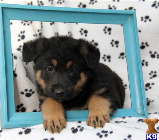 german shepherd puppy posted by mypups4ever