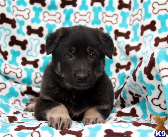 german shepherd puppy posted by mypups4ever