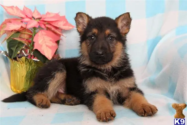 German Shepherd