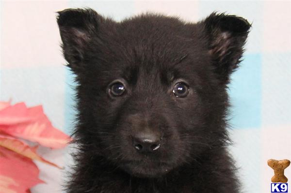german shepherd puppy posted by mypups4ever