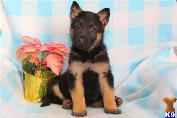 German Shepherd