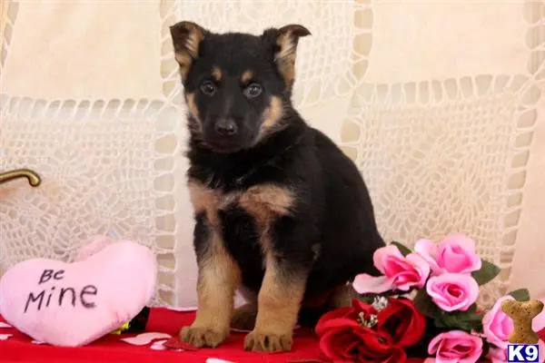 German Shepherd