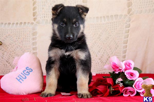 german shepherd puppy posted by mypups4ever