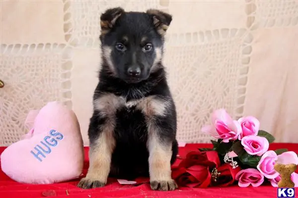 German Shepherd