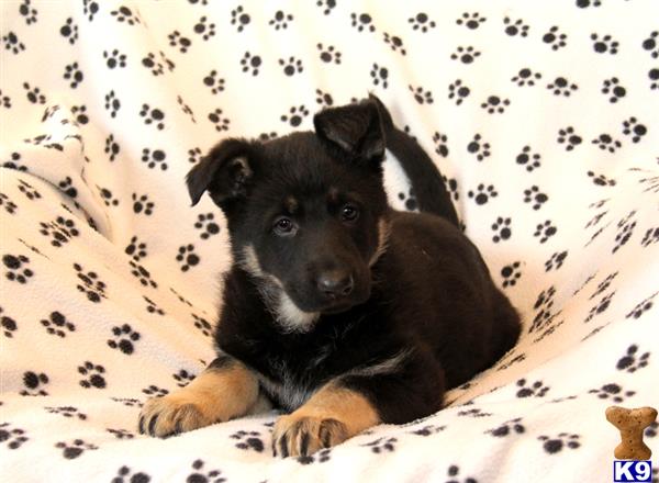 german shepherd puppy posted by mypups4ever