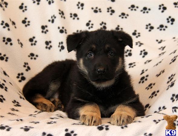 german shepherd puppy posted by mypups4ever