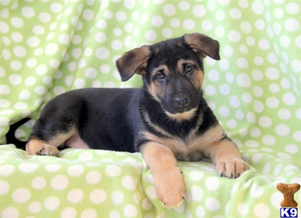 german shepherd puppy posted by mypups4ever