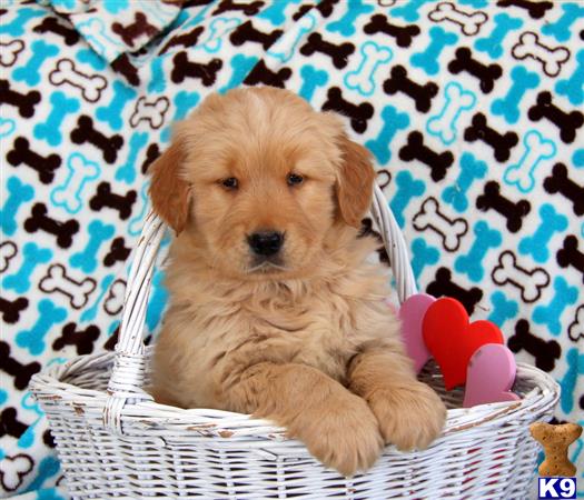 Golden Retriever puppy for sale