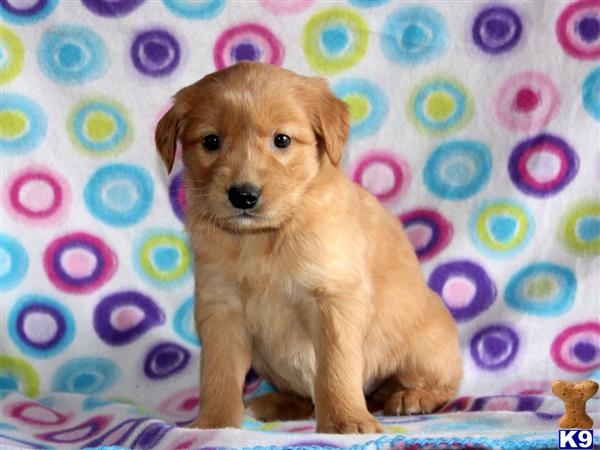 golden retriever puppy posted by mypups4ever