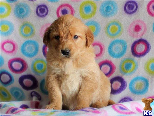 golden retriever puppy posted by mypups4ever