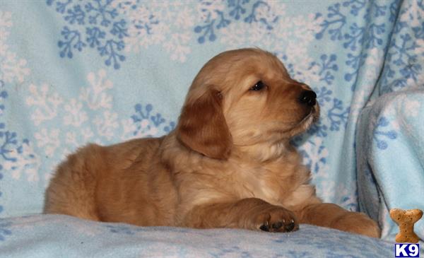 golden retriever puppy posted by mypups4ever