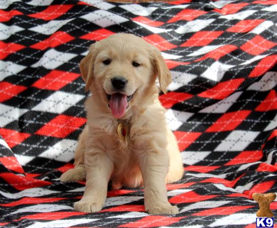 golden retriever puppy posted by mypups4ever