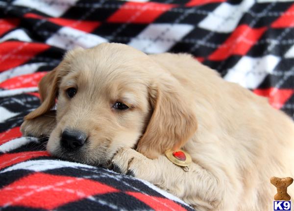 golden retriever puppy posted by mypups4ever