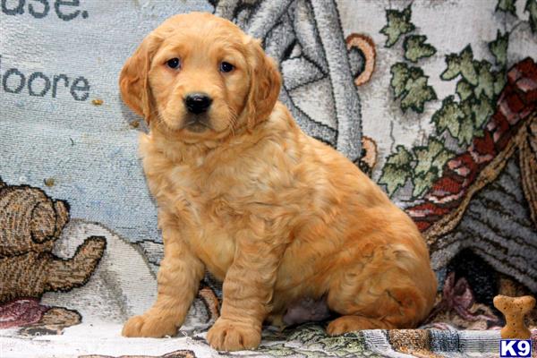 golden retriever puppy posted by mypups4ever