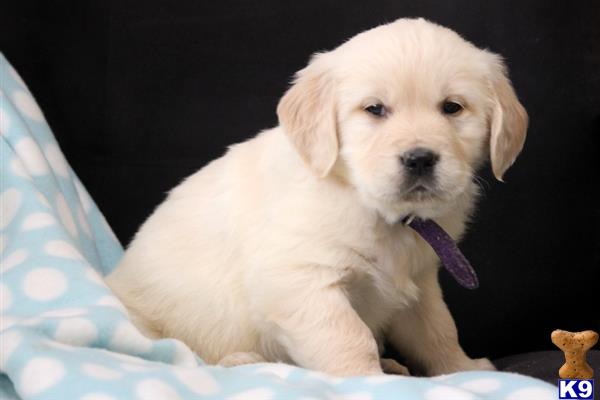 golden retriever puppy posted by mypups4ever