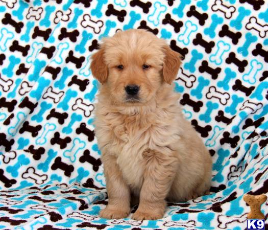 Golden Retriever puppy for sale