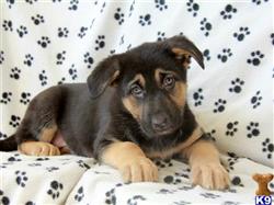 german shepherd puppy posted by mypups4ever