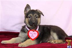 german shepherd puppy posted by mypups4ever