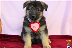 german shepherd puppy posted by mypups4ever