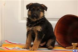 german shepherd puppy posted by mypups4ever