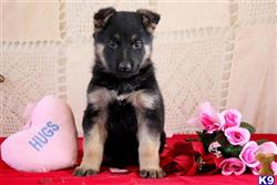 german shepherd puppy posted by mypups4ever