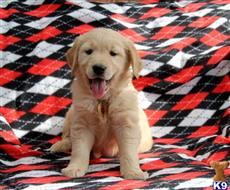 golden retriever puppy posted by mypups4ever