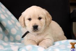 golden retriever puppy posted by mypups4ever