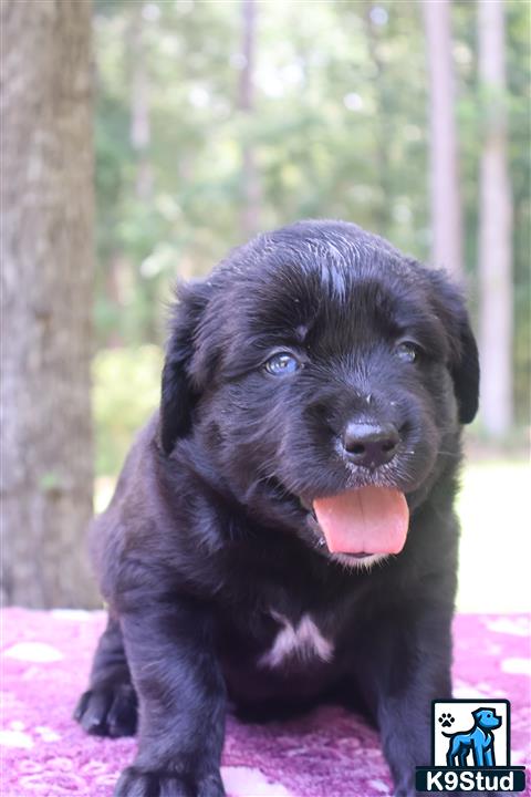 a black golden retriever puppy with its tongue out