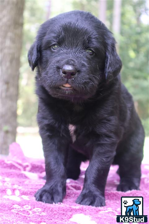 a black golden retriever puppy standing on a pink surface