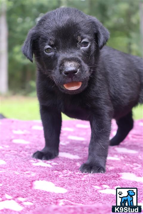 Golden Retriever puppy