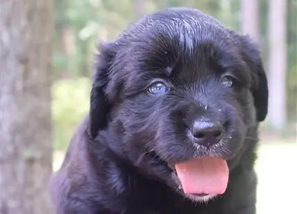 a black golden retriever puppy with its tongue out