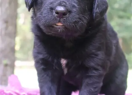 a black golden retriever puppy standing on a pink surface