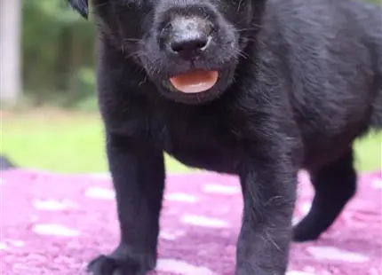 a black golden retriever dog with a white mark on its face