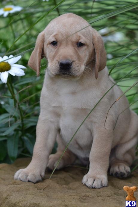 Labrador Retriever puppy for sale