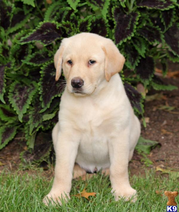 Labrador Retriever puppy for sale