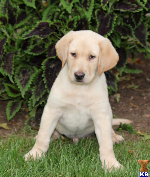 Labrador Retriever puppy for sale
