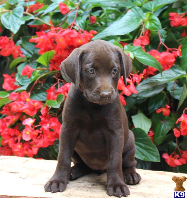 Labrador Retriever puppy for sale