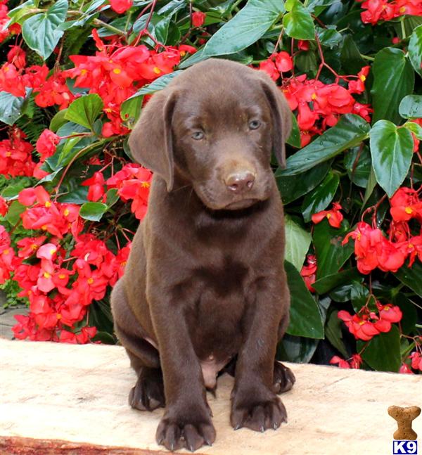 Labrador Retriever puppy for sale