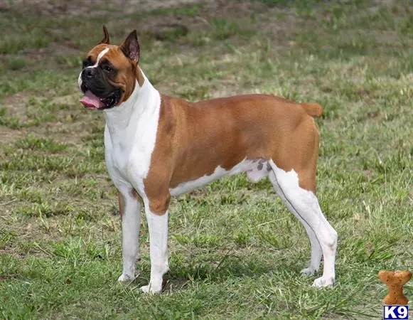 Boxer stud dog: a boxer dog standing on grass