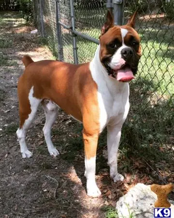 Boxer stud dog: a boxer dog standing outside