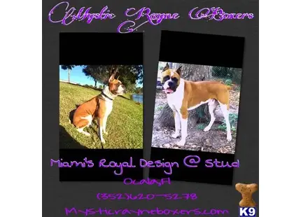 Boxer stud dog: a screenshot of a video game