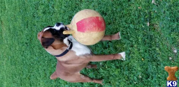 Boxer stud dog