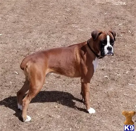 Boxer stud dog