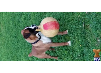 a boxer dog with a ball in its mouth