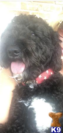 a poodle dog with its tongue out