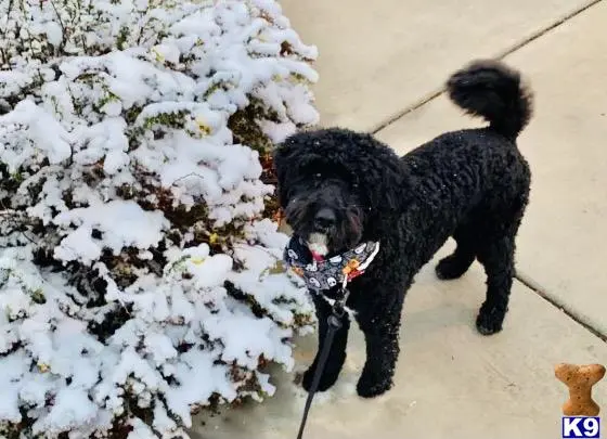 Poodle stud dog