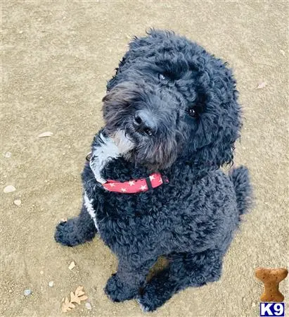 Poodle stud dog