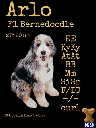 Bernedoodle