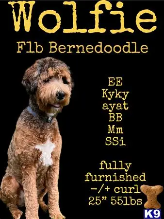 Bernedoodle stud dog