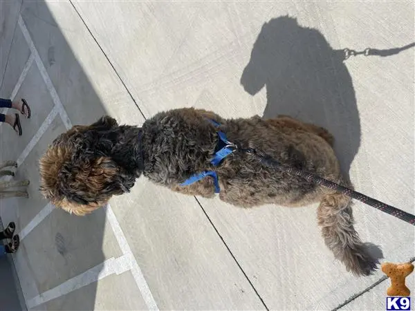 Bernedoodle stud dog